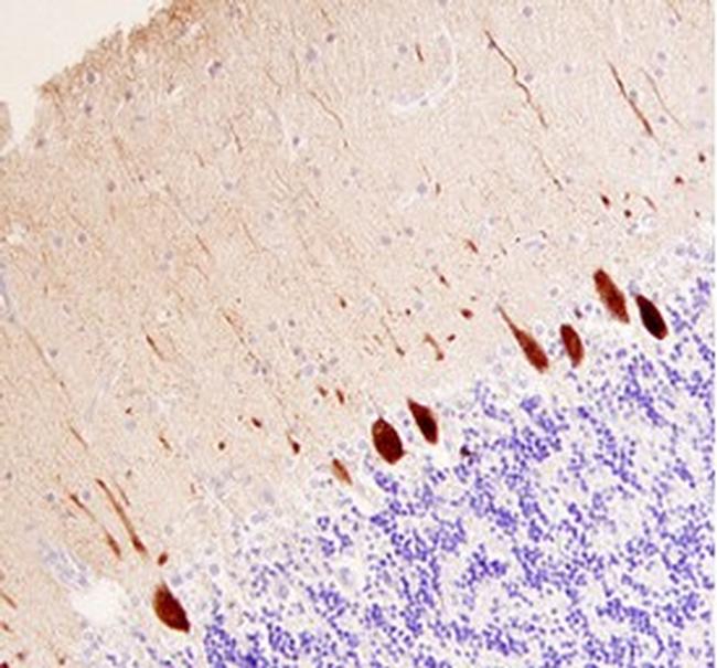 Calbindin D28K Antibody in Immunohistochemistry (Paraffin) (IHC (P))