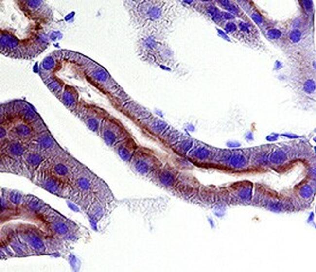 CD63 Antibody in Immunohistochemistry (Frozen) (IHC (F))