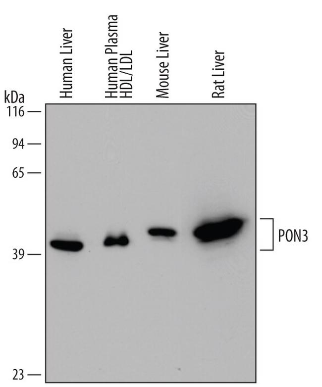 PON3 Antibody in Western Blot (WB)