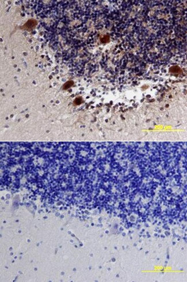 NLGN3 Antibody in Immunohistochemistry (Paraffin) (IHC (P))