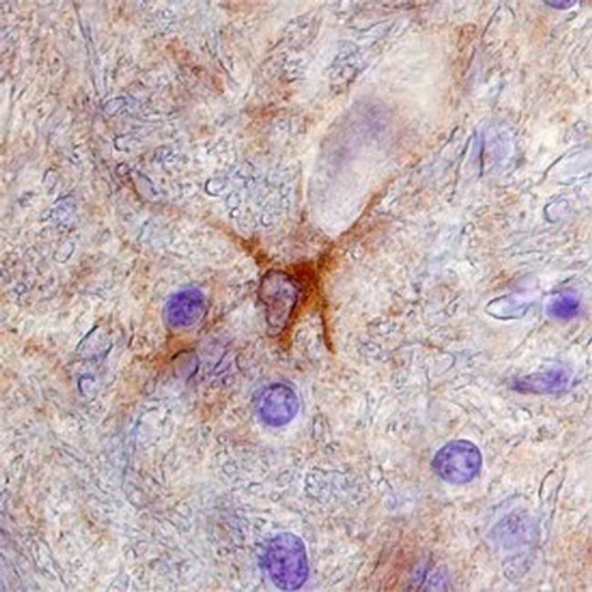 NMNAT1 Antibody in Immunohistochemistry (Frozen) (IHC (F))