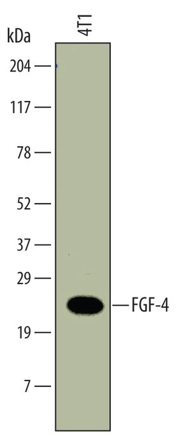 FGF4 Antibody in Western Blot (WB)