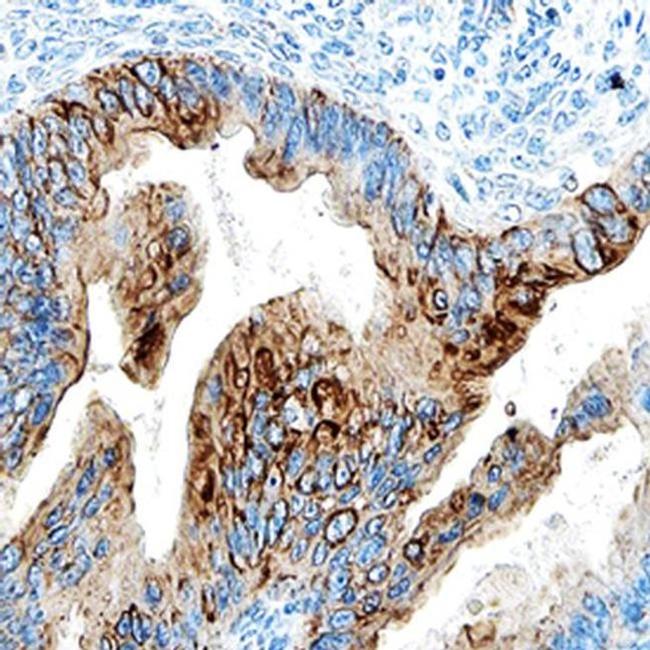 N2DL4 Antibody in Immunohistochemistry (Paraffin) (IHC (P))