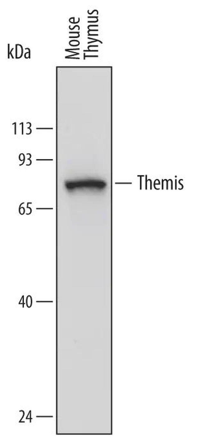 Themis Antibody in Western Blot (WB)