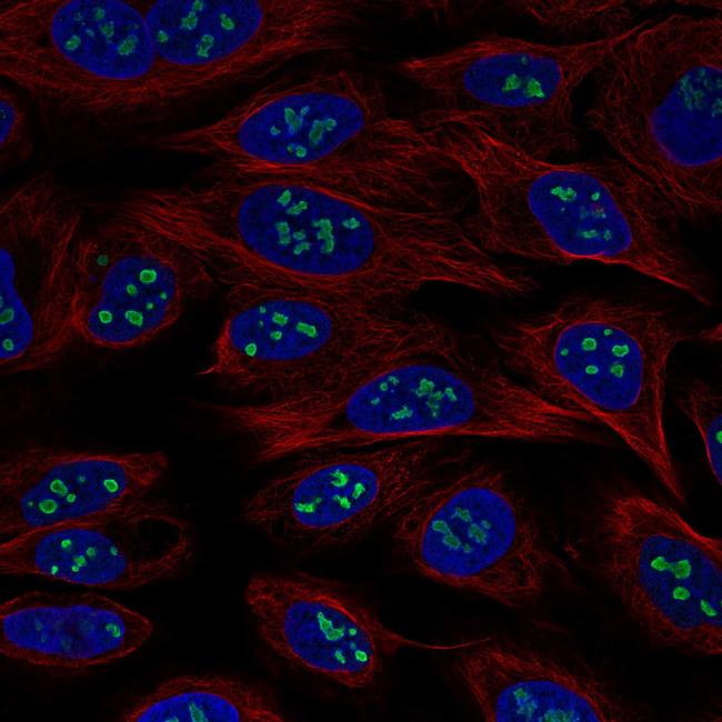 USP46 Antibody in Immunocytochemistry (ICC/IF)