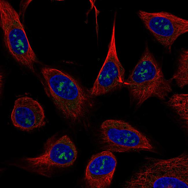 USP46 Antibody in Immunocytochemistry (ICC/IF)