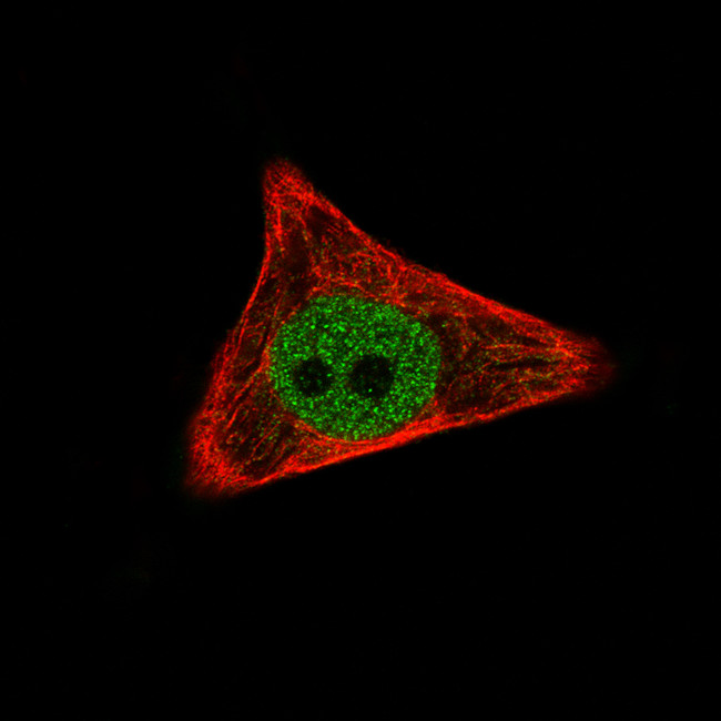 WWTR1 Antibody in Immunocytochemistry (ICC/IF)