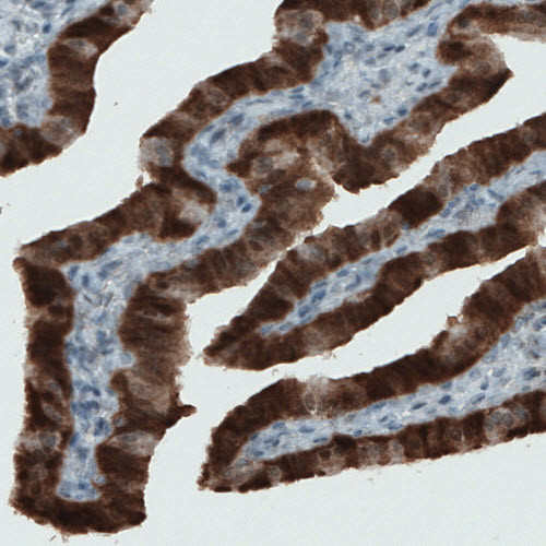 ALP Antibody in Immunohistochemistry (Paraffin) (IHC (P))