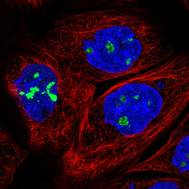 NOP56 Antibody in Immunocytochemistry (ICC/IF)