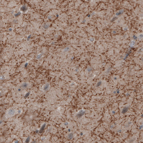 MOG Antibody in Immunohistochemistry (Paraffin) (IHC (P))