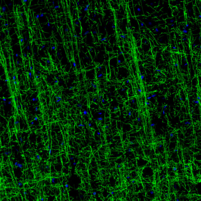 MOG Antibody in Immunohistochemistry (Paraffin) (IHC (P))