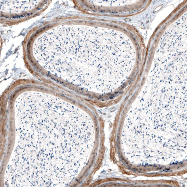 Laminin alpha-4 Antibody in Immunohistochemistry (Paraffin) (IHC (P))