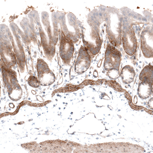 Laminin alpha-4 Antibody in Immunohistochemistry (Paraffin) (IHC (P))