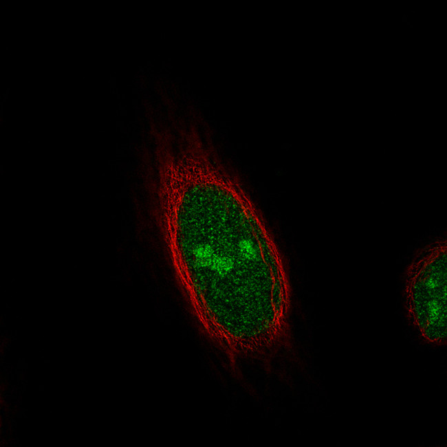 TLE3 Antibody in Immunocytochemistry (ICC/IF)