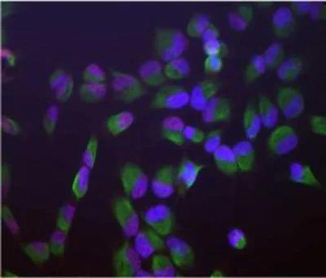 SF3B4 Antibody in Immunocytochemistry (ICC/IF)