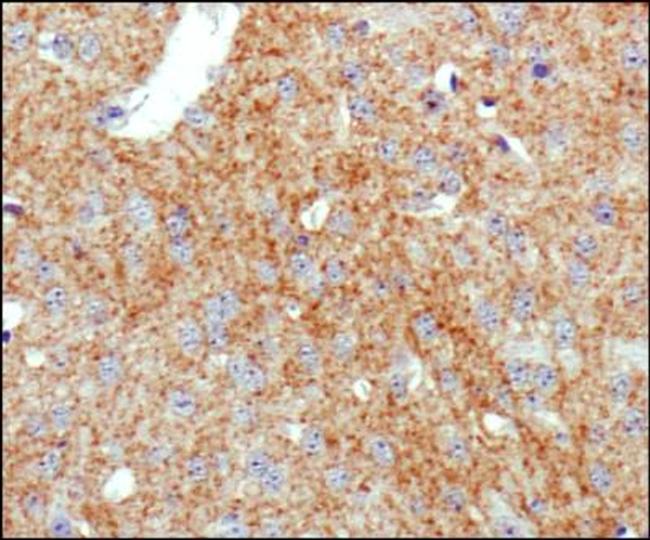 Dopamine Transporter Antibody in Immunohistochemistry (Paraffin) (IHC (P))