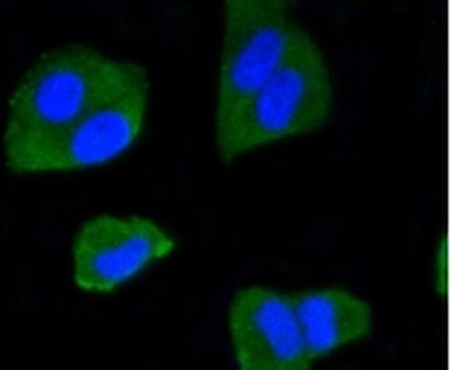 IRF1 Antibody in Immunocytochemistry (ICC/IF)