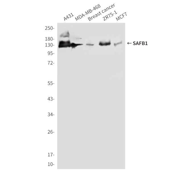 SAFB Antibody in Western Blot (WB)