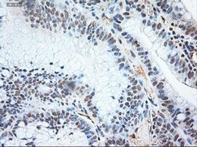 NTF3 Antibody in Immunohistochemistry (Paraffin) (IHC (P))