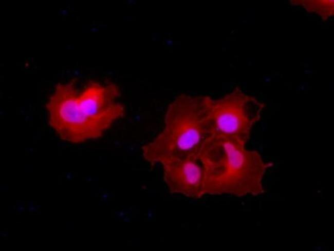 Carboxypeptidase A1 Antibody in Immunocytochemistry (ICC/IF)