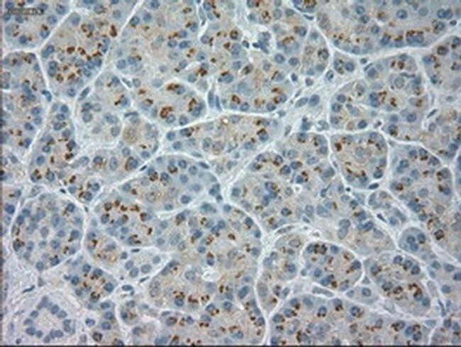 NeuroG3 Antibody in Immunohistochemistry (Paraffin) (IHC (P))