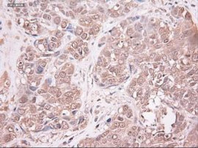 NTF3 Antibody in Immunohistochemistry (Paraffin) (IHC (P))