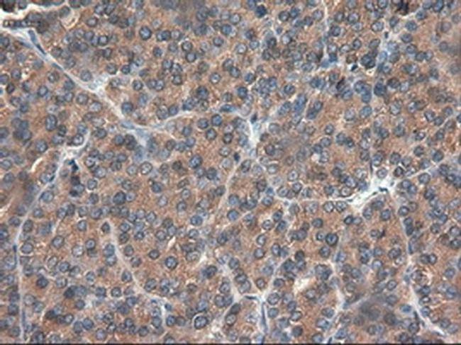 Carboxypeptidase A1 Antibody in Immunohistochemistry (Paraffin) (IHC (P))