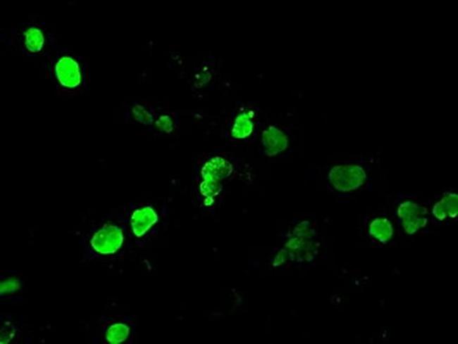 Neurogenin 1 Antibody in Immunocytochemistry (ICC/IF)