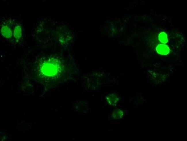 Neurogenin 1 Antibody in Immunocytochemistry (ICC/IF)