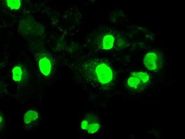 Neurogenin 1 Antibody in Immunocytochemistry (ICC/IF)