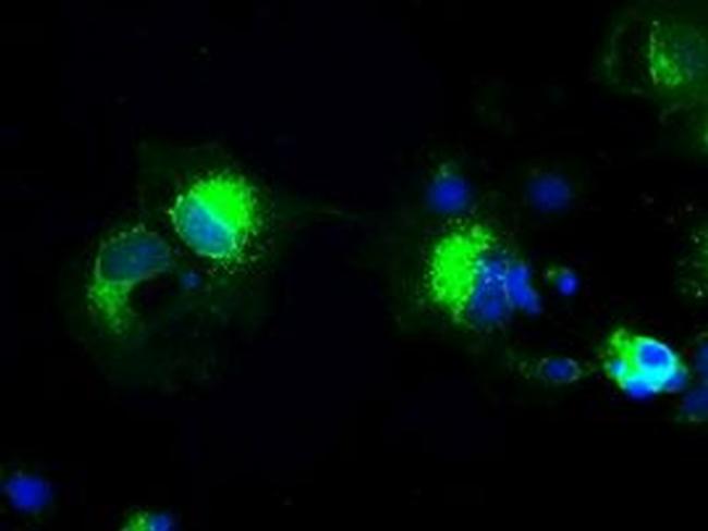 Prominin 2 Antibody in Immunocytochemistry (ICC/IF)