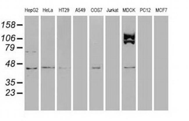 USP38 Antibody in Western Blot (WB)