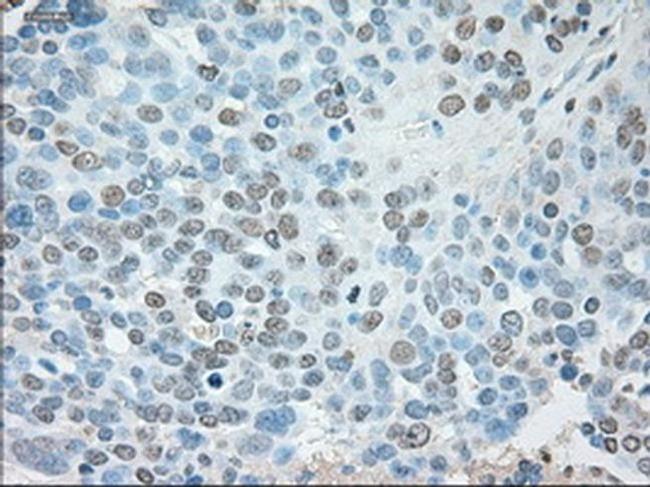 USP13 Antibody in Immunohistochemistry (Paraffin) (IHC (P))