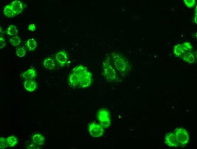 Adenylate Kinase 1 Antibody in Immunocytochemistry (ICC/IF)