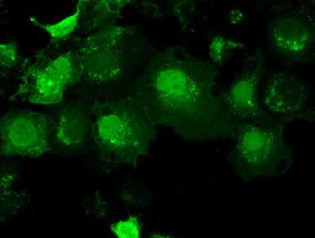 Adenylate Kinase 1 Antibody in Immunocytochemistry (ICC/IF)