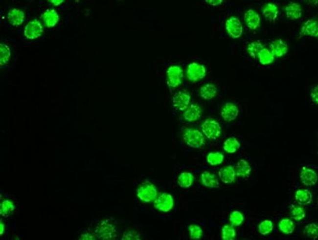 Neurogenin 1 Antibody in Immunocytochemistry (ICC/IF)