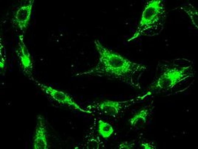 Prominin 2 Antibody in Immunocytochemistry (ICC/IF)