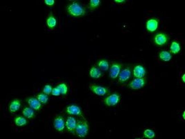 SIGLEC9 Antibody in Immunocytochemistry (ICC/IF)