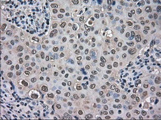 TMEM100 Antibody in Immunohistochemistry (Paraffin) (IHC (P))