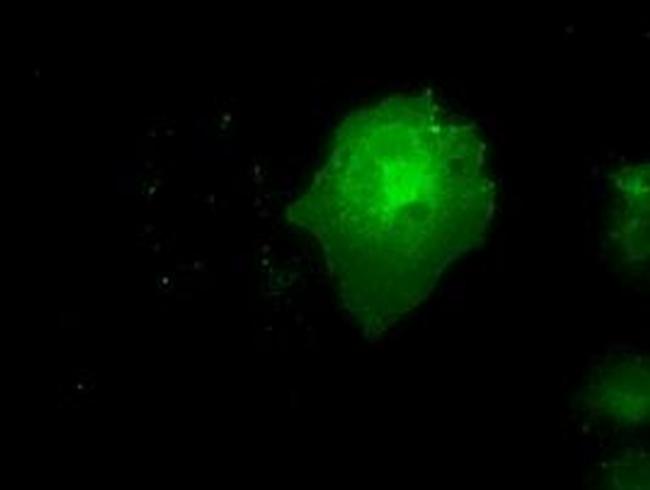 NEK6 Antibody in Immunocytochemistry (ICC/IF)