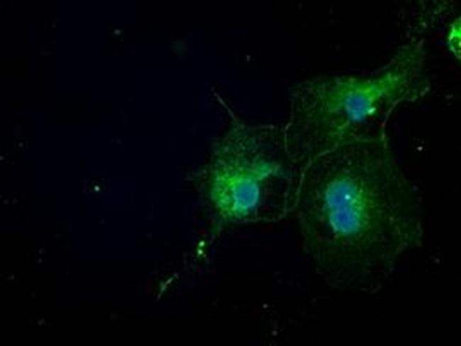 NAT8 Antibody in Immunocytochemistry (ICC/IF)