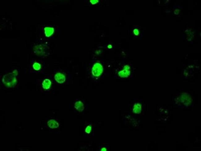 JMJD2C Antibody in Immunocytochemistry (ICC/IF)