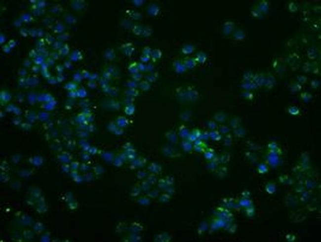 PP5 Antibody in Immunocytochemistry (ICC/IF)