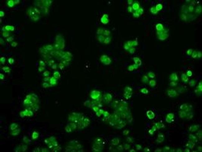 PP5 Antibody in Immunocytochemistry (ICC/IF)