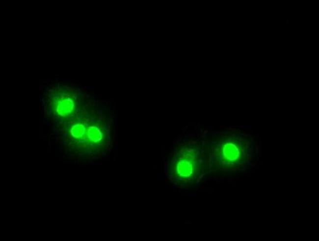 ZFP36 Antibody in Immunocytochemistry (ICC/IF)