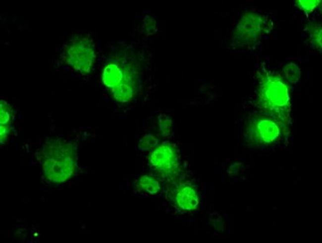 ID3 Antibody in Immunocytochemistry (ICC/IF)