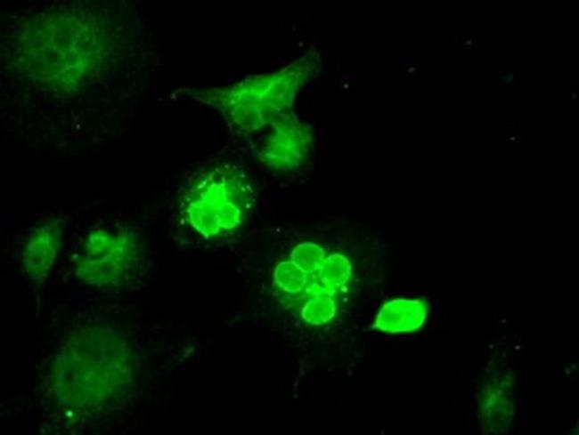 MAN1 Antibody in Immunocytochemistry (ICC/IF)