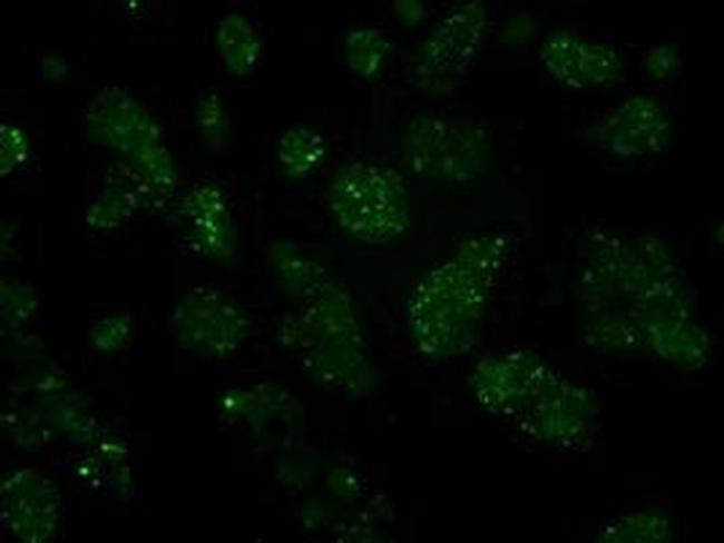 HIPPI Antibody in Immunocytochemistry (ICC/IF)