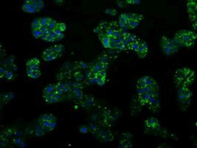 PSMC3 Antibody in Immunocytochemistry (ICC/IF)