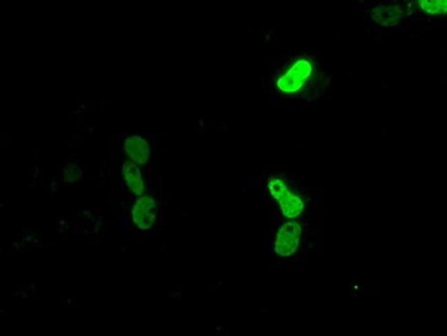 CUGBP1 Antibody in Immunocytochemistry (ICC/IF)